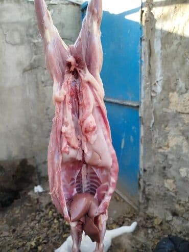 baliq topdan satis: Dovşan eti halal kesilmiş halal ceki 1 ededi gelir 1k.800q. 1k.500q — 43