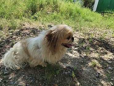 heyvanlar: Pekines, 11 ay, Erkek, Peyvəndli, Ödənişli çatdırılma — 2
