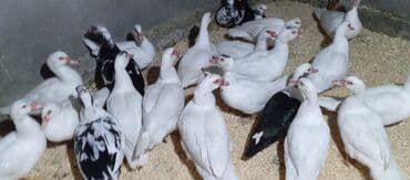 tovuz quşu satışı: Təcili satılır.Real alıcılar əlaqə saxlaya bilər — 2