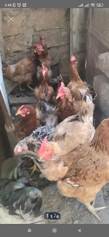 Kənd təsərrüfatı quşları: Toyuq, Brama, Damazlıq — 2