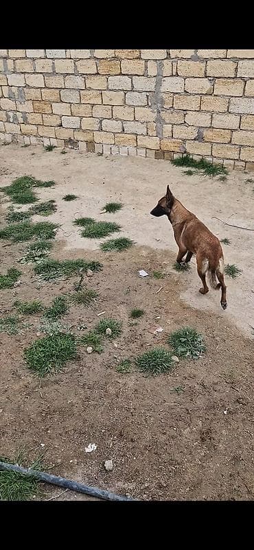 pudel it satisi: Belçika çoban iti, 1 il, Dişi, Peyvəndli, Ünvandan götürmə — 3