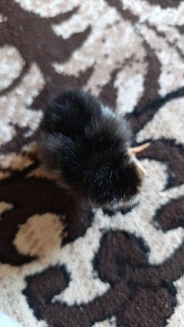 ev itleri balaca: Xarkovlider Brama,ordek pkn, yasilbas ordekyerli sort cuceler — 3