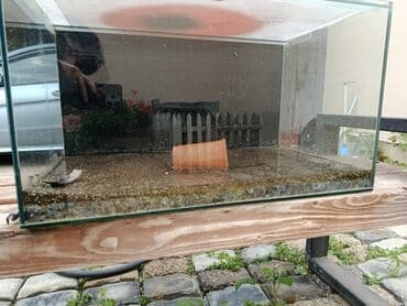Зоотовары: Akvaryum komplekti - Şüşə akvaryum: təxmini ölçü 70×40×40 sm düz — 2