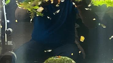 Quppi, Sülhsevər, Ünvandan götürmə