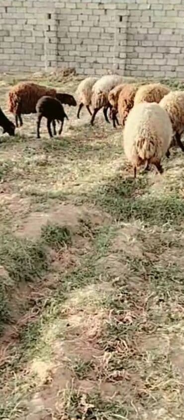 Qoyunlar, qoçlar: Qoyun sürüsü satılır - Növ: yerli qarışıq cinslər (ağ, qəhvəyi və — 1