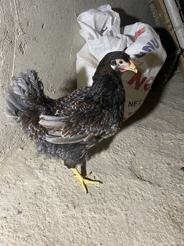 yerli cins inekler: Toyuq, Damazlıq, Ödənişli çatdırılma — 10