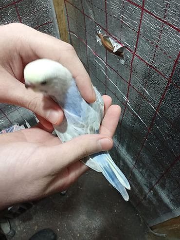 ev quslari adlari: Rainbov rənglərində 2 ədəd tutuquşu balaları satılır tam yemə — 5