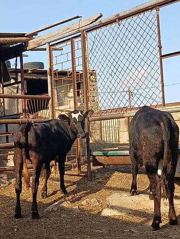 it sekilleri: Qaramal buzovları – 2 baş - Növ: Qara rəngli yerli/xaçlama mal-qara — 1