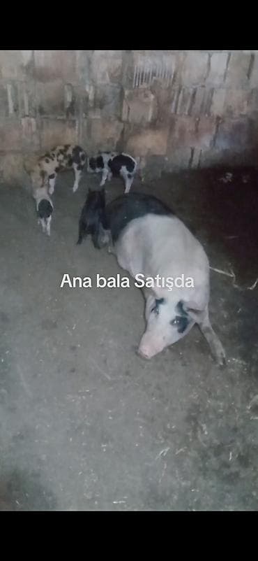 super alabay kl type 1: Ana donuz və balaları donuz satışı - Növ: Donuz (ana + balalar) - — 4