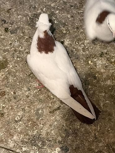 Qirmizi boyun abrez qirmizi quyruq bayil