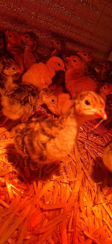 sirin it sekilleri: Hinduşka cücələri, Damazlıq — 4