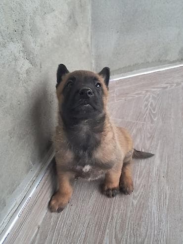 cane corso qiyməti: Belçika çoban iti, 1 ay, Erkek, Peyvəndli, Ünvandan götürmə, Pulsuz çatdırılma — 5