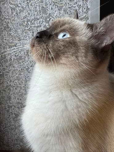 kecilər: Şinşilla, Dişi, Yaxşı əllərə — 2