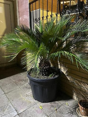 otaq teravetlendirici: Böyük ölçülü sago xurması (Cycas revoluta) – qara plastik qazonda — 1