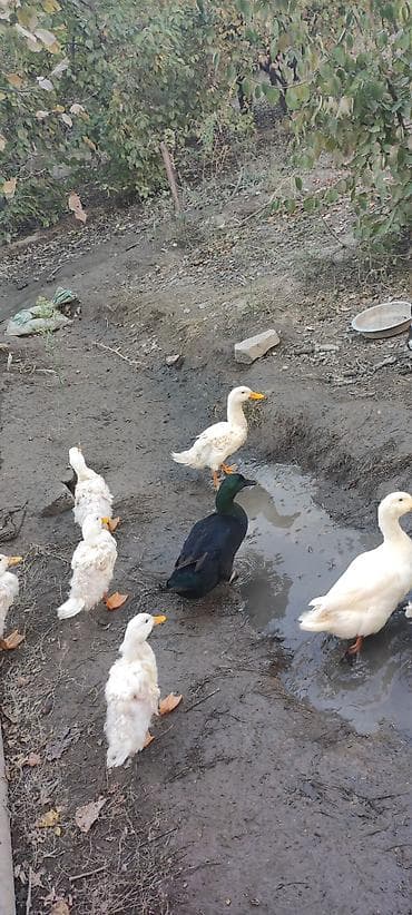 kənd çolpası: Erkək, Damazlıq — 4