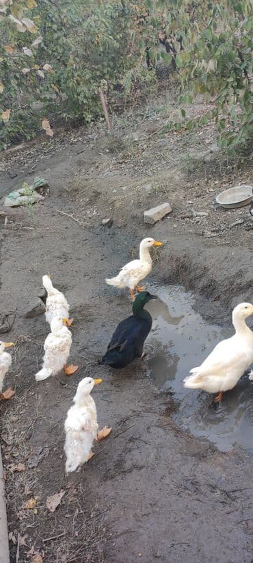 bmw 1 серия m135i at: Самец, Для разведения — 3