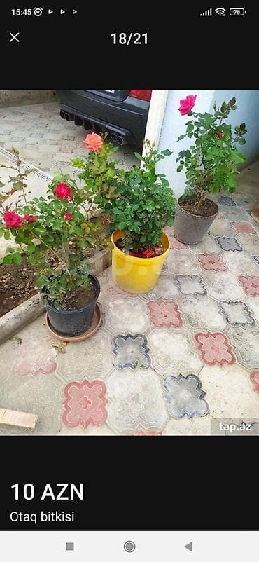 ev gülleri ve adları: Qapalı məkan üçün iki ədəd saksı bitkisi - Bitki 1: Tikanlı gövdəli — 4