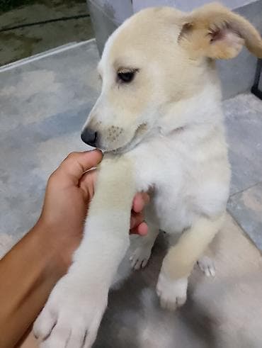 it pişik: 3 ay, Peyvəndli — 2