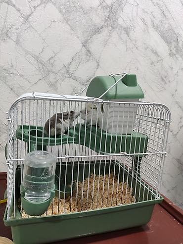 Ağ və boz rəngli 2 xamyak (cunqarik) satılır. Çox gözəl və şirindilər — 6