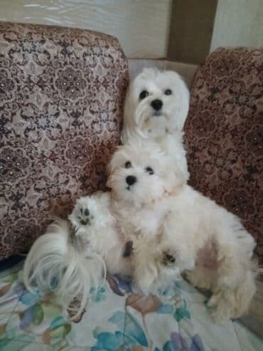 cütləş: Malta bolonka, 2 il, Erkek — 2