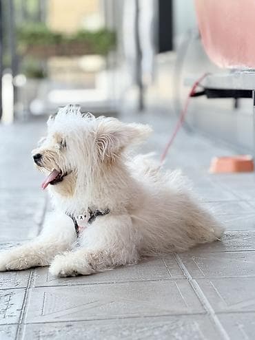 it heyvan: Malta bolonka, 10 ay, Erkek, Peyvəndli, Rayonlara çatdırılma, Pulsuz çatdırılma, Ünvandan götürmə — 5
