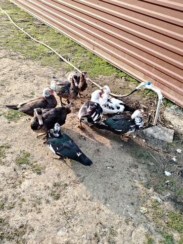 ordək adları: Salam. Elanı sona qədər oxuyun. 8 ədəd lal ördək satılır. Bir erkək — 2