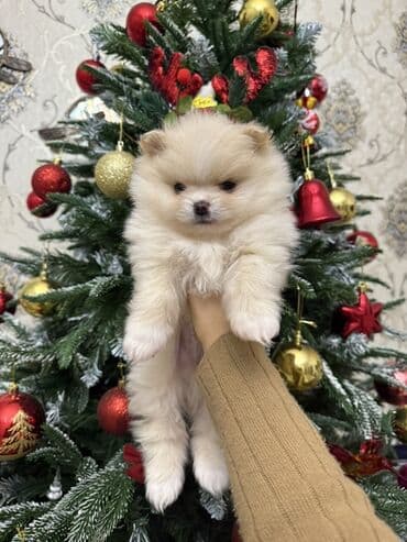 Akvariumlar: Şpitz, 1 ay, Erkek, Pulsuz çatdırılma — 1