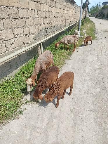 qoyun qiymətləri: Uc ana uc. balla bir ana bir balla qiymet. 350 m cavan qoyunlardi — 4
