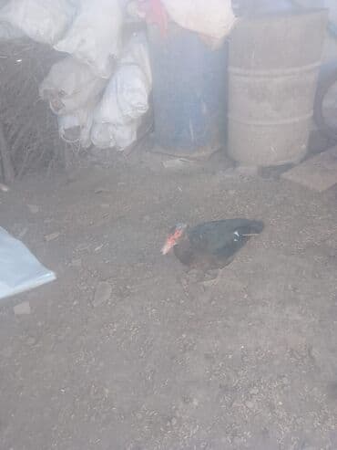 kənd colpası satışı: Digər quşlar — 2