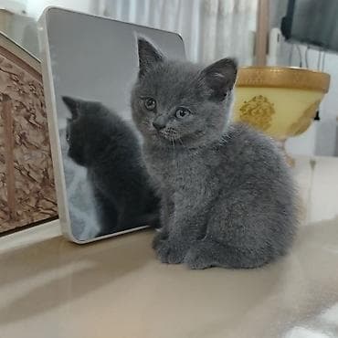 maine coon pişik: Şotland yastı qulaq — 6