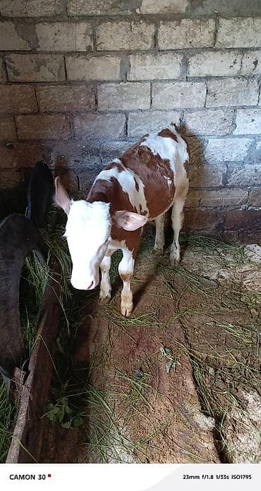 satılık dana saray: Satılır 🐄 Çox yaxşı baxılmış Holşteyn cinsili inək satılır. Gündəlik — 3