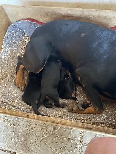 it satisi gence: Doberman, 1 ay, Dişi — 8