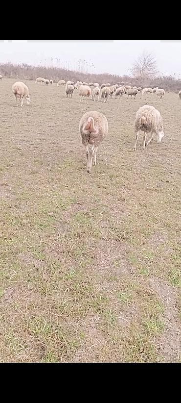 Ördəklər: Bogaz və Sağlam Heyvanlar satilir kom satilir. tek tek satilmir . Bu — 1