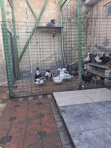white duks: 7 ede ördek 1 eded qaz linda ve kuban satılır Məhsu1 edel təsviri — 2