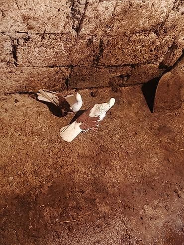 Птицы: Salam iran miz kekiller bir cüt satılır reyal alıcıya endirim olacaq — 5