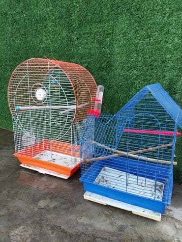 hələb kecilərin qiyməti: Korella Karella tutuqusu papuqay sevgi quşu nerazlucnik valnist 14 — 12