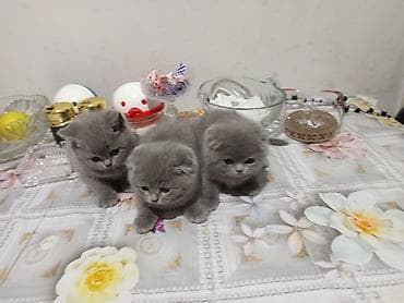 Şotland yastı qulaq