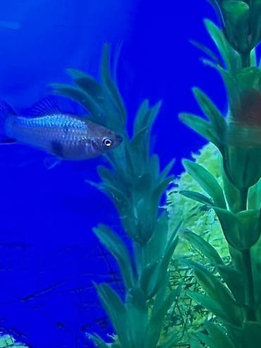 bengal pisik satilir: Molinezi, Sülhsevər — 2