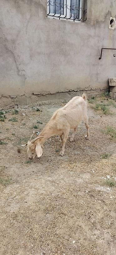 afcarka itlerin satisi: Keci bogazdı yeli n buraxıb 1 ci qarın el hryvandı — 3
