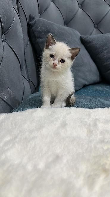 benqal pisik: Erkək, Dişi, Yaxşı əllərə, Ünvandan götürmə, Pulsuz çatdırılma, Ödənişli çatdırılma — 4