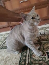 купить кота в баку: Британская, Самка, В добрые руки — 2