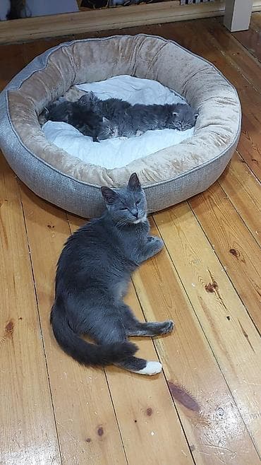 ağ pişiy: Yaxşı əllərə — 7