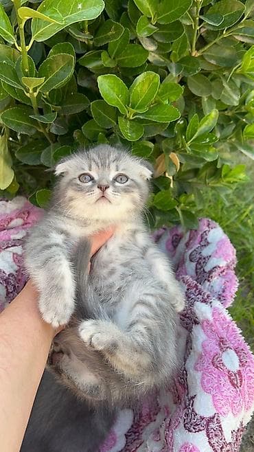 Şotland yastı qulaq lalafo.az -da Şotland yastı qulaq