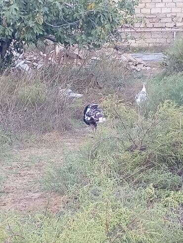 Yumurta: Məhsul: Hind quşu yumurtası mayali — 5