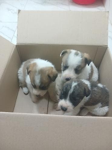 xaski it adlari: Balaca it balaları – xoşxasiyyət, aktiv və çox mehriban Pulsuz verilir — 4