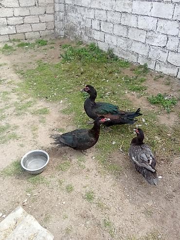 poni at satilir: Üç dışı bir erkey satlir yumurtalayir 25mayalr erkey 40 - Cins — 2