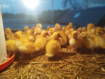 tısbağa balası: Ördək cücələri, Ətlik, Ünvandan götürmə, Ödənişli çatdırılma, Rayonlara çatdırılma — 2