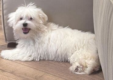 собака отдам в хорошие руки: Мальтийская болонка, 7 месяцев, Самец, С прививками, Бесплатная доставка — 3
