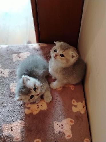 pişik cütleşdirmek: Şirin balaca pişik balaları - Cins: Şotland qıvrıqqulaq və düzqulaq — 3