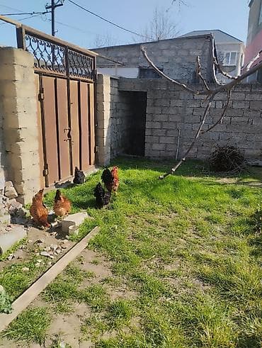 Atlar: Təsvir: - Qırmızı-qara rəngli, iri daraqlı və quyruğu parlaq tüklü — 6